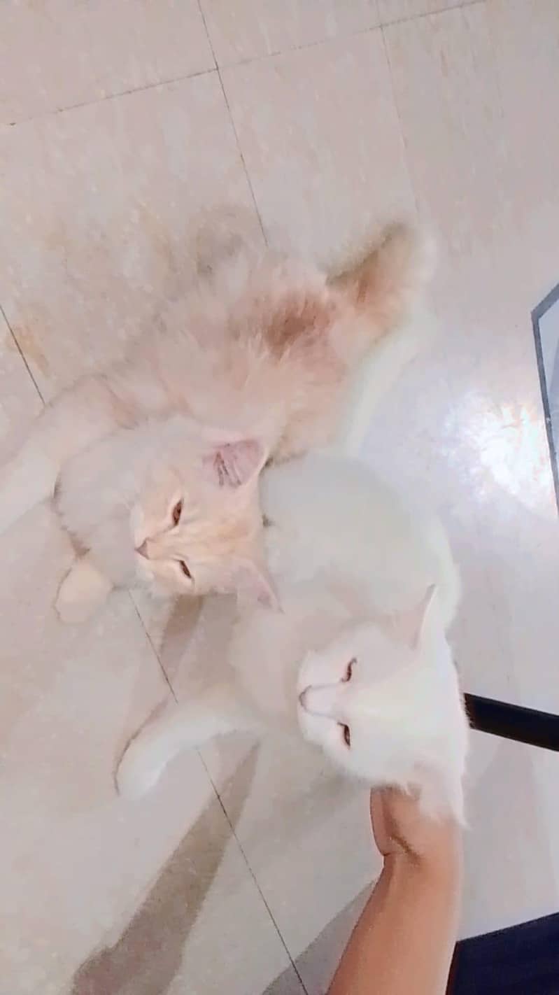Persian cat 1