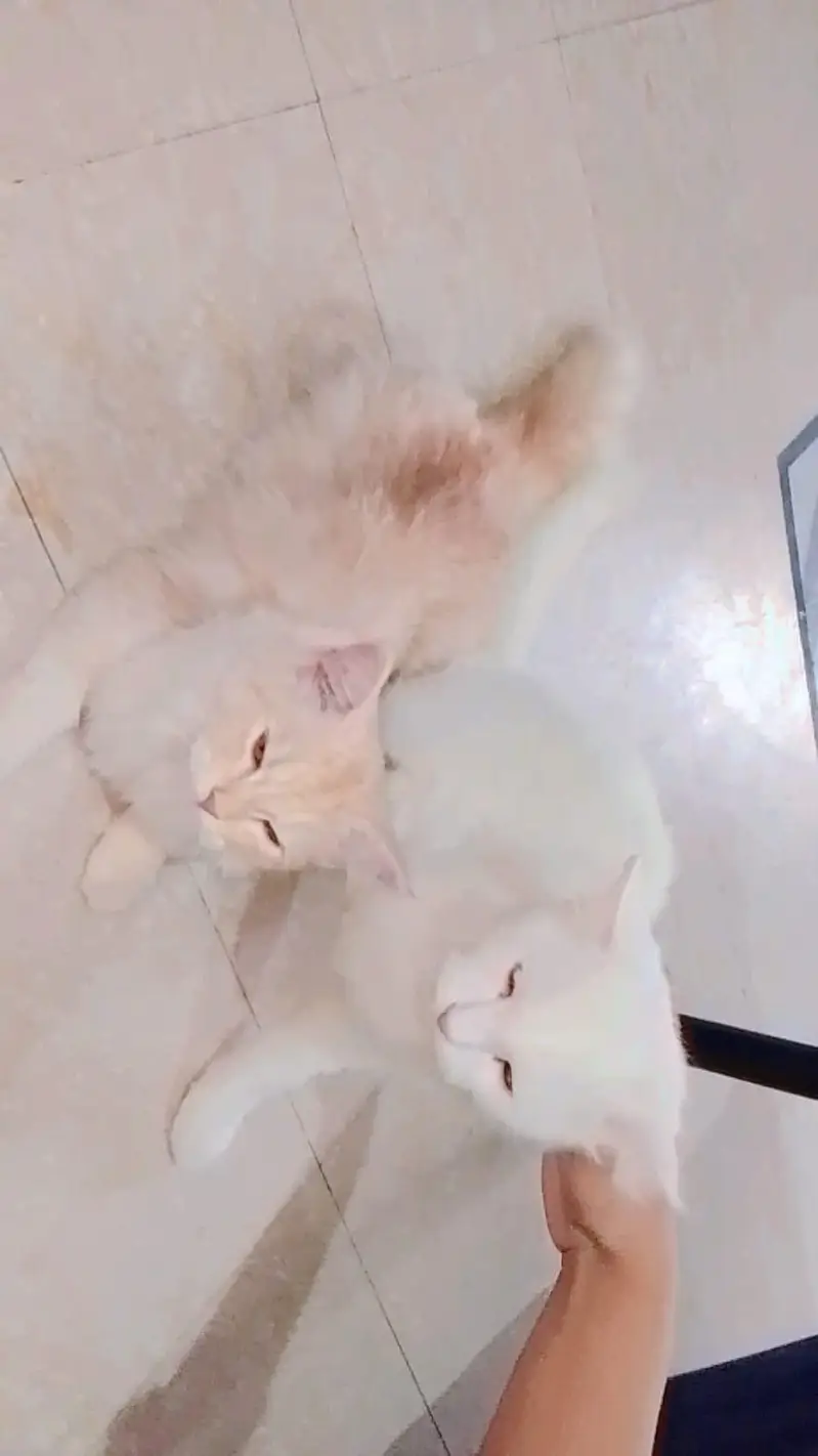 Persian cat — photo 2