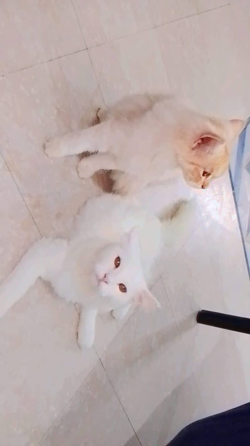 Persian cat 2