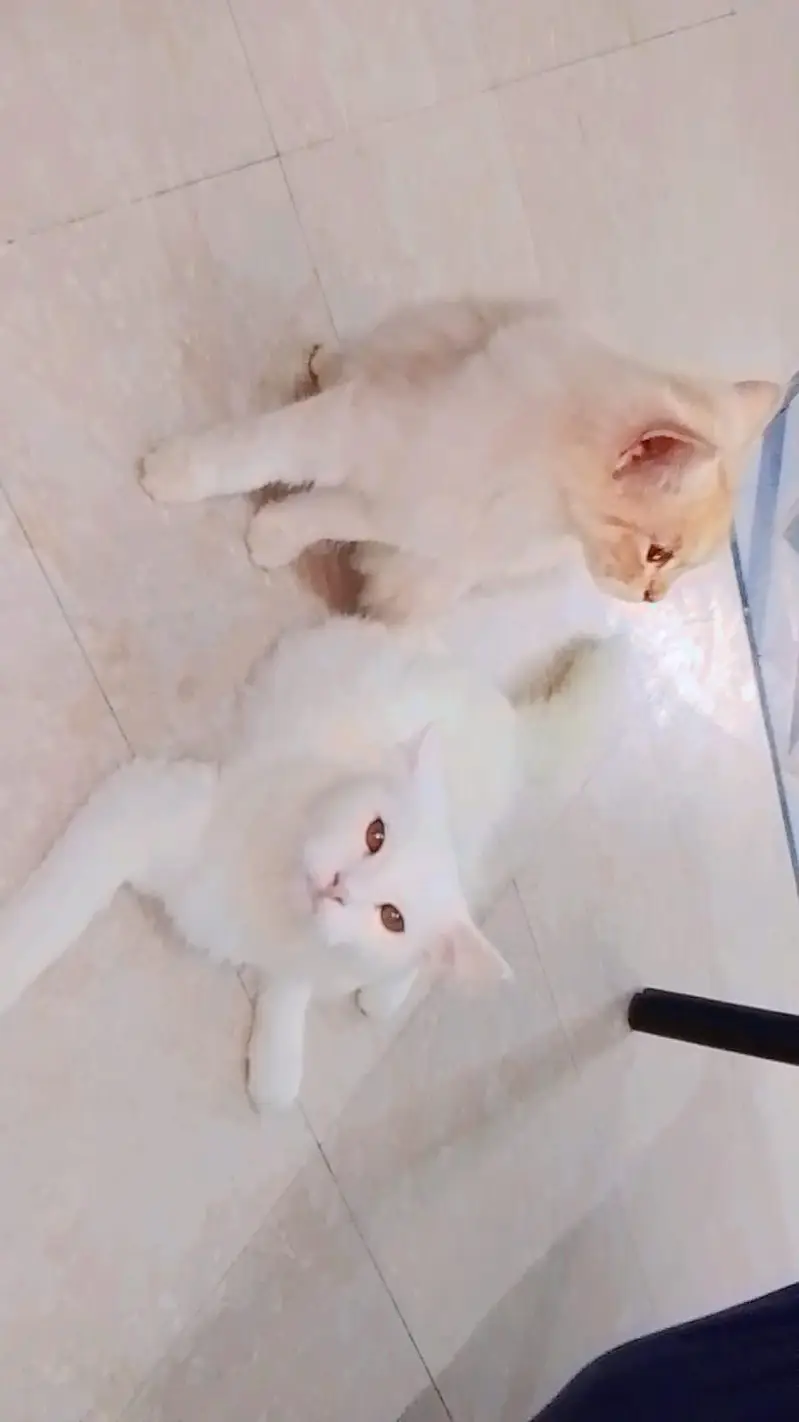 Persian cat — photo 3