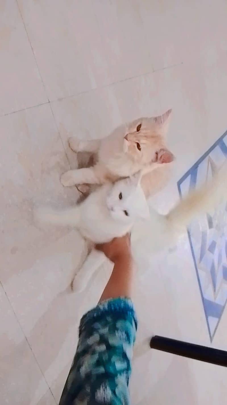 Persian cat 3
