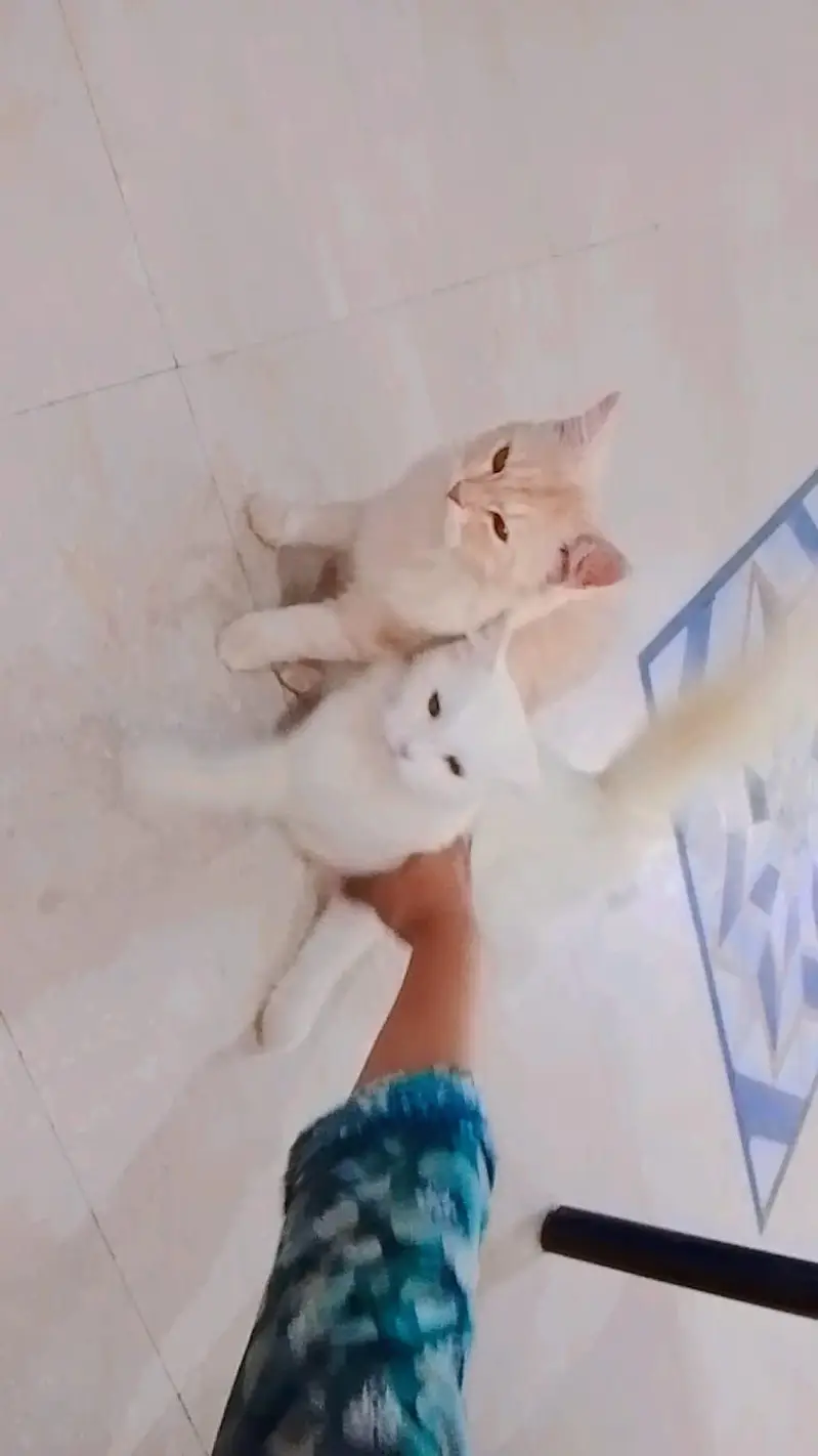 Persian cat — photo 4