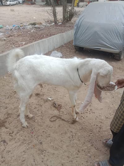 pure gulabi Munda breedar