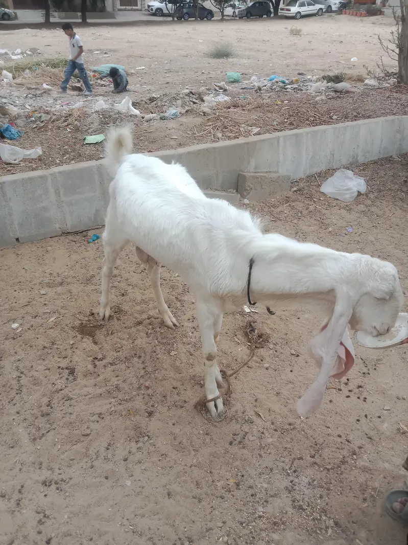 pure gulabi Munda breedar — photo 2