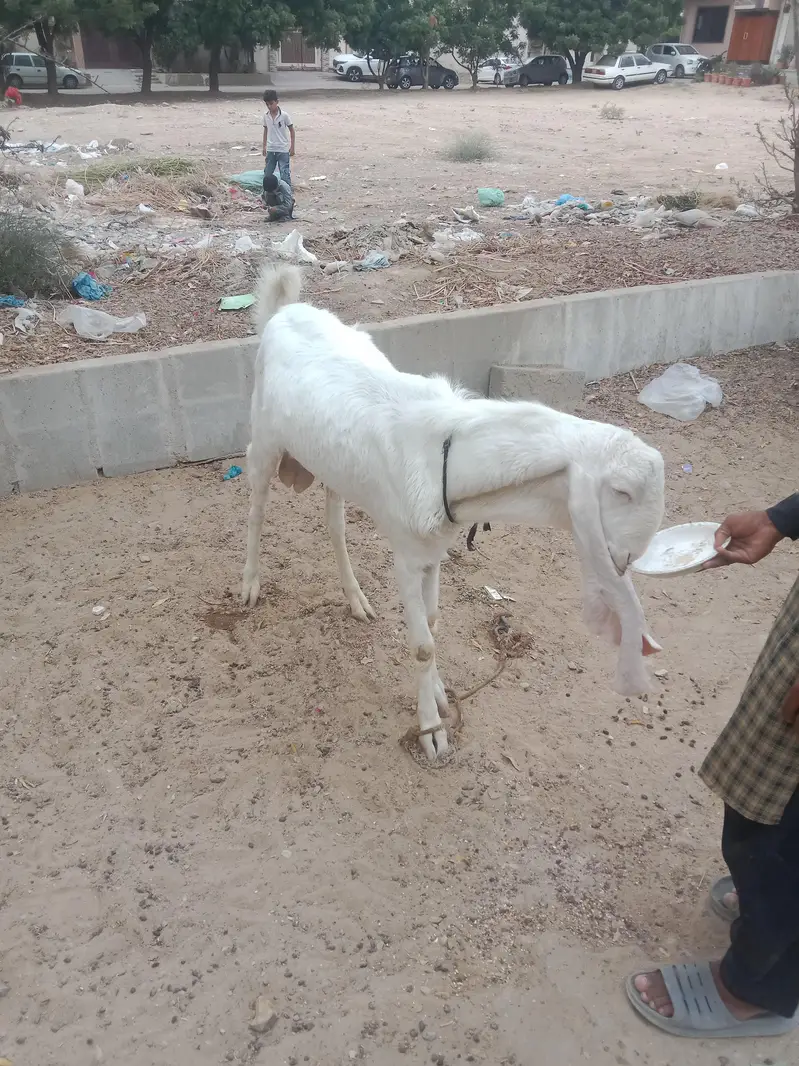 pure gulabi Munda breedar — photo 3