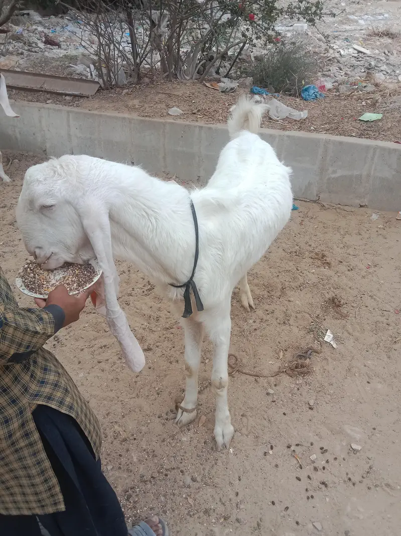 pure gulabi Munda breedar — photo 4