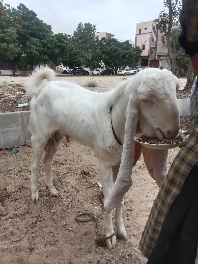 pure gulabi Munda breedar — photo 5