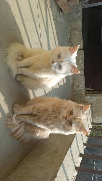 Pair Of Persian Adult Cats For Sell