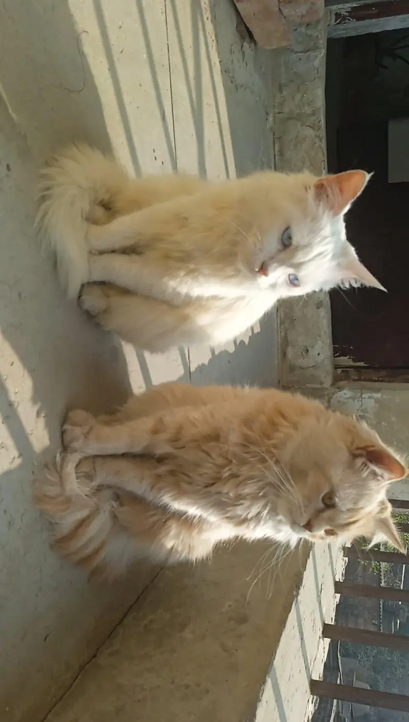 Pair Of Persian Adult Cats For Sell — photo 2