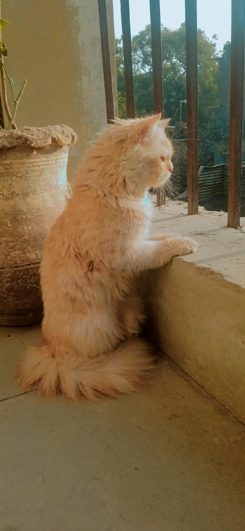 Pair Of Persian Adult Cats For Sell — photo 3