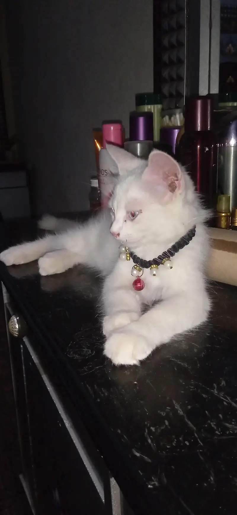 Pair Of Persian Adult Cats For Sell — photo 4