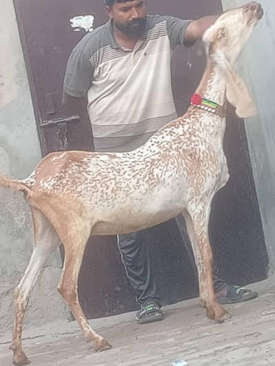 Makhi chini confram gaban phat for sale
