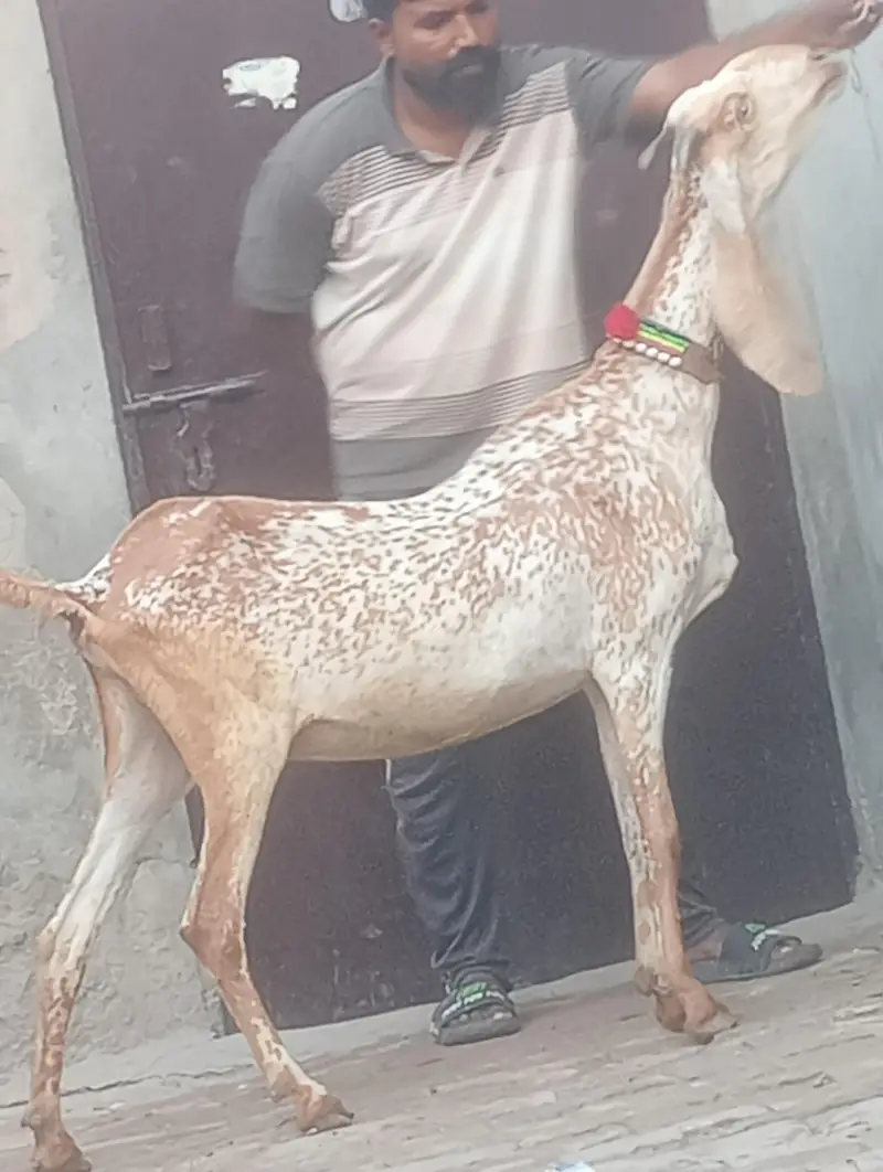 Makhi chini confram gaban phat for sale — photo 2