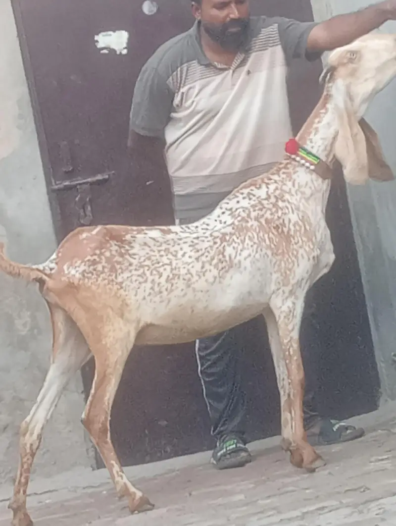 Makhi chini confram gaban phat for sale — photo 3