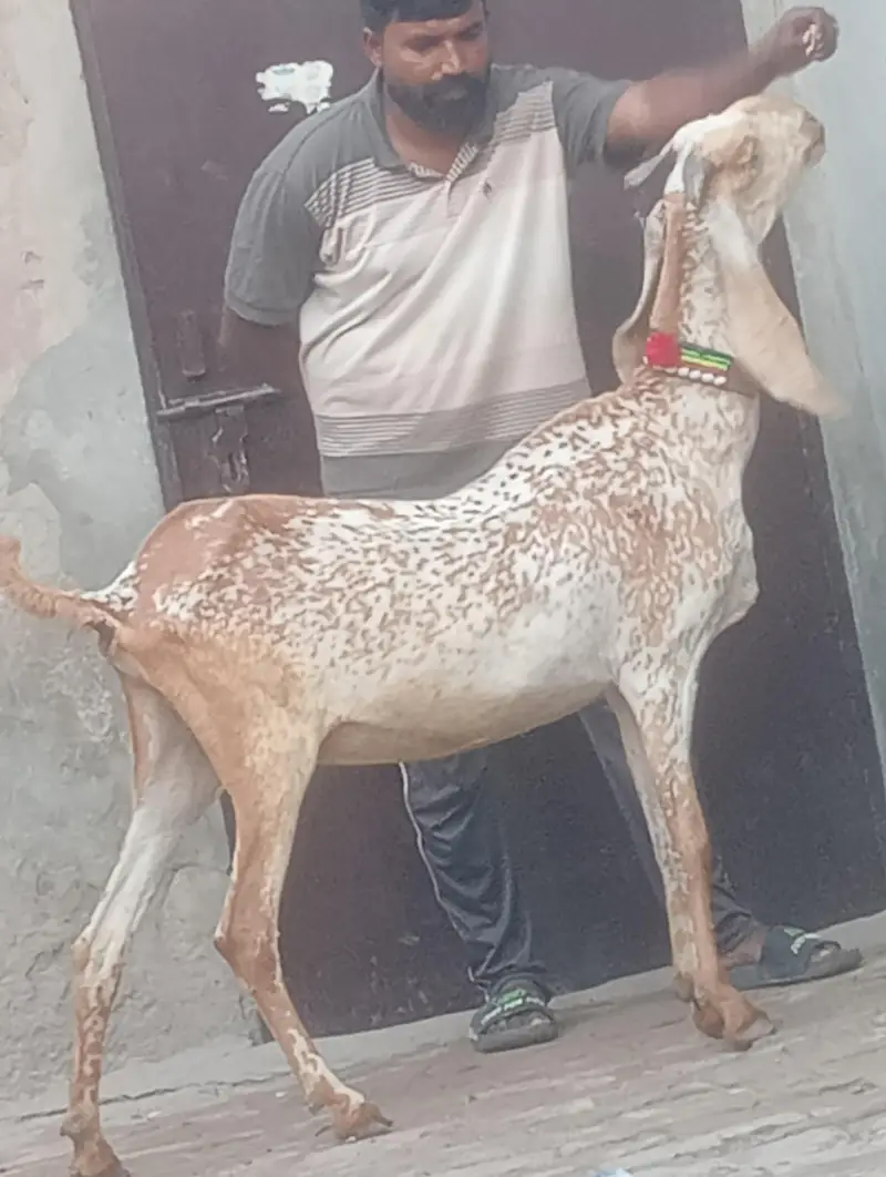 Makhi chini confram gaban phat for sale — photo 4