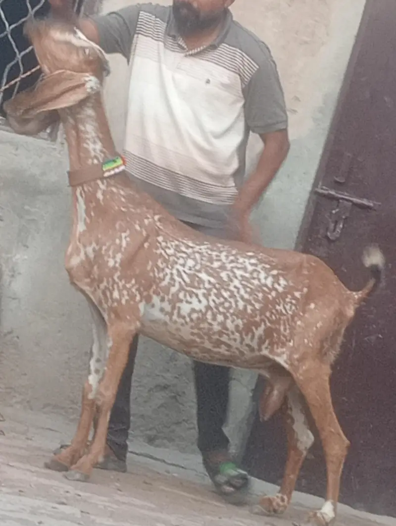 Makhi chini confram gaban phat for sale — photo 5