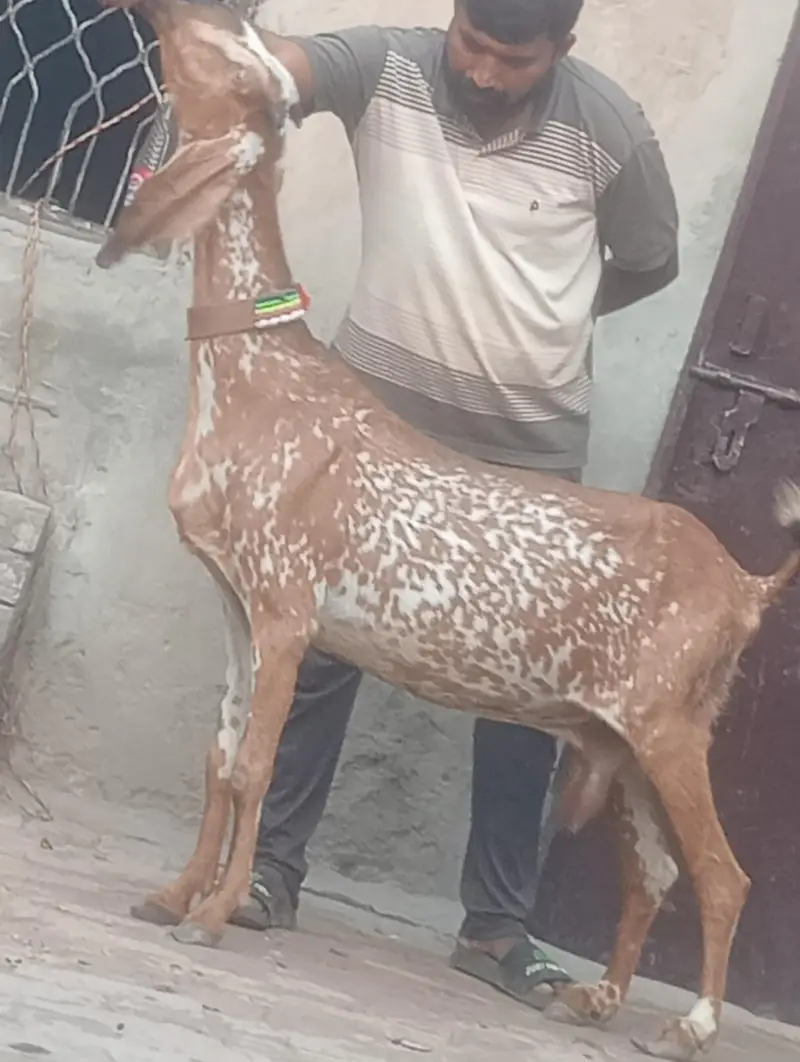 Makhi chini confram gaban phat for sale — photo 6
