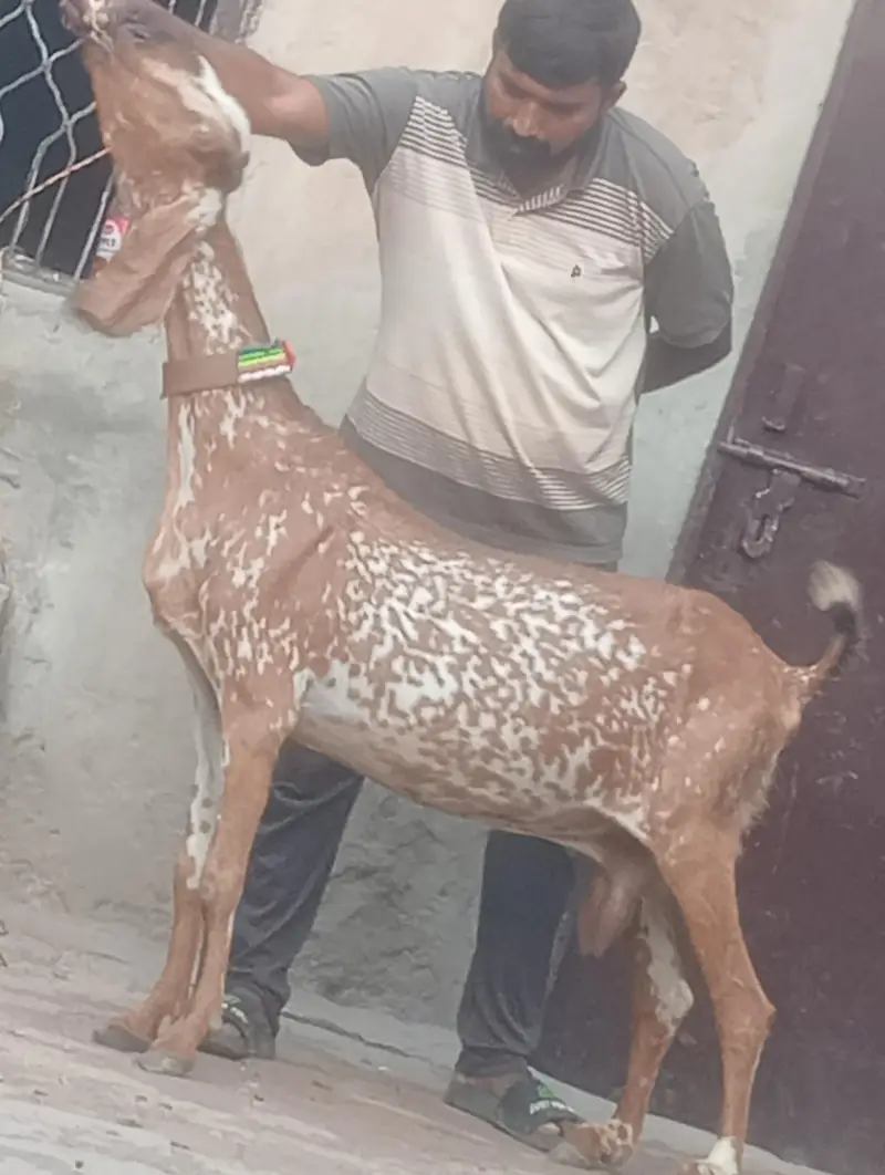 Makhi chini confram gaban phat for sale — photo 7