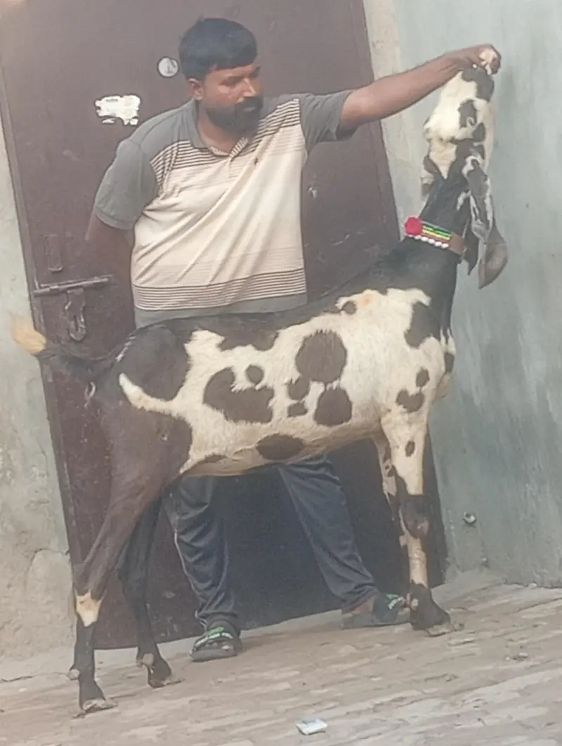 Makhi chini confram gaban phat for sale — photo 8