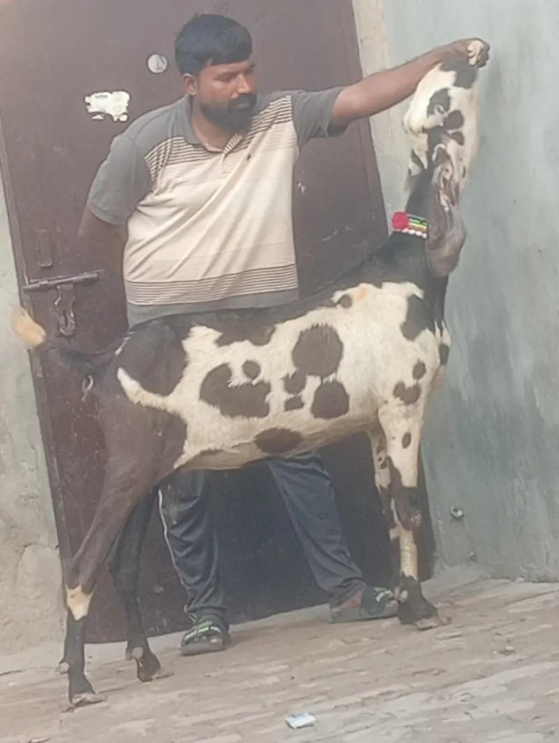 Makhi chini confram gaban phat for sale — photo 9