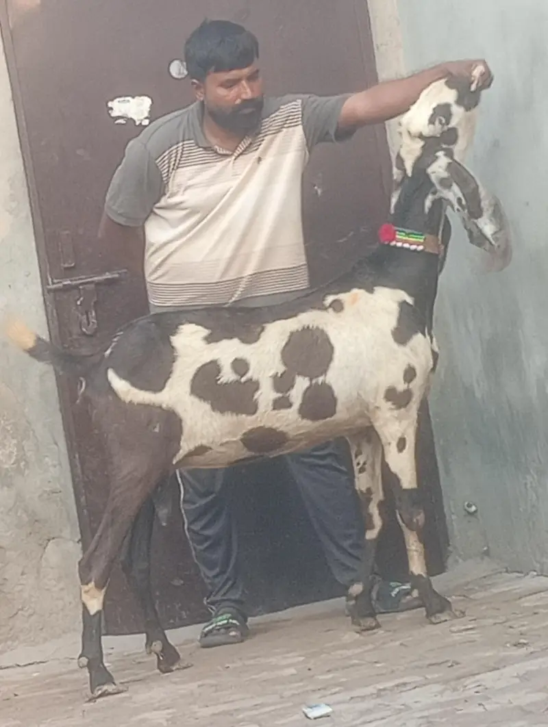 Makhi chini confram gaban phat for sale — photo 10