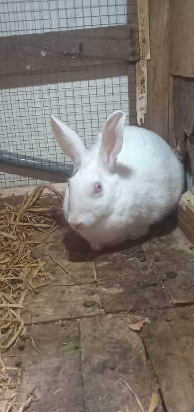 Rabbit