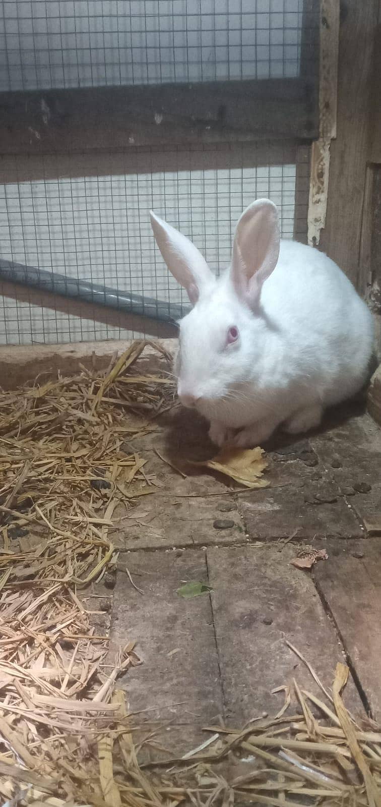 Rabbit 2
