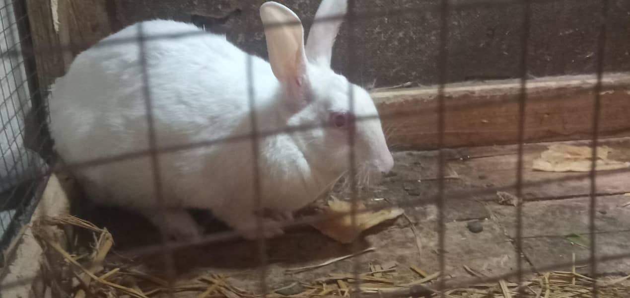 Rabbit 3