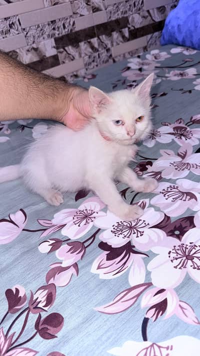 tripple cout double shade eyes kitten