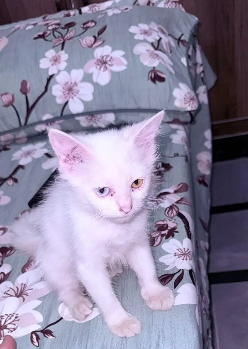 tripple cout double shade eyes kitten — photo 2