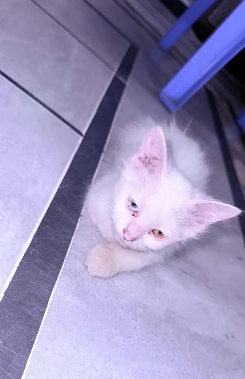 tripple cout double shade eyes kitten — photo 3