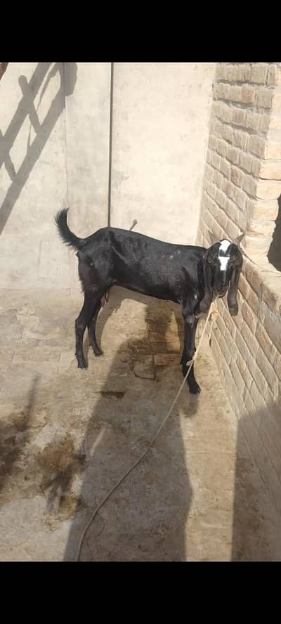 Desi dogli bakri for sel