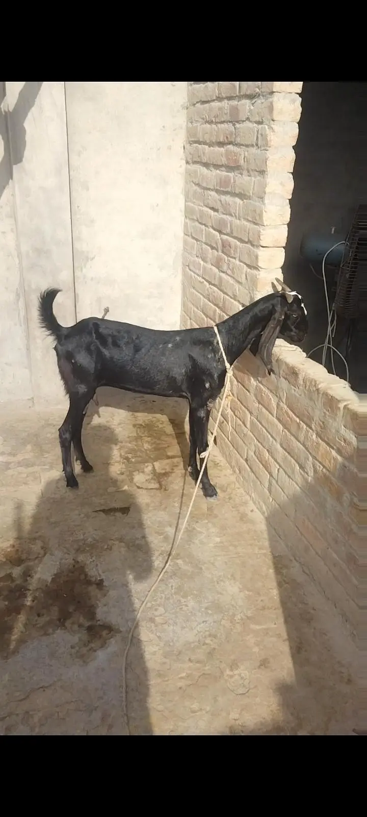 Desi dogli bakri for sel — photo 3