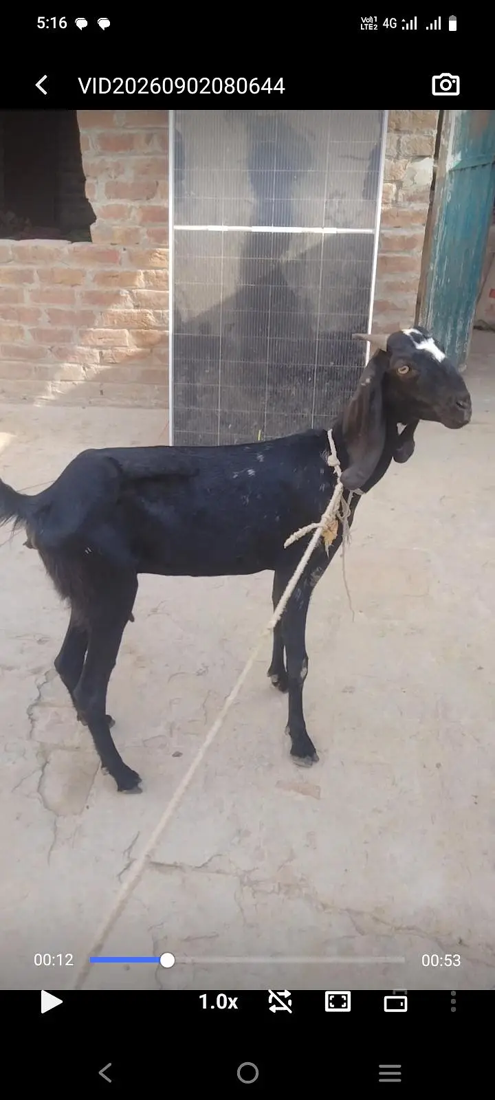 Desi dogli bakri for sel — photo 4