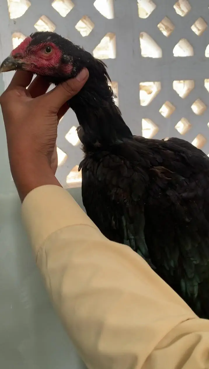 Aseel pure lasani pathi available ready breeding contact 03123543634 — photo 2