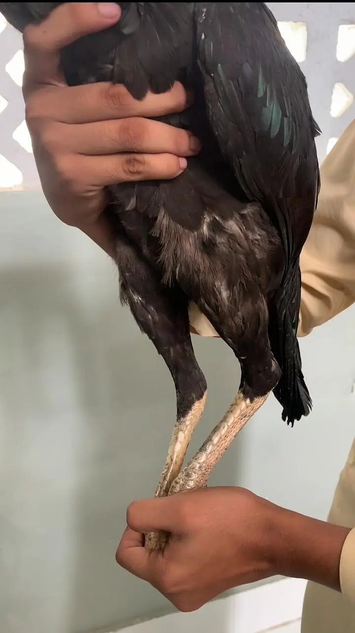 Aseel pure lasani pathi available ready breeding contact 03123543634 — photo 4
