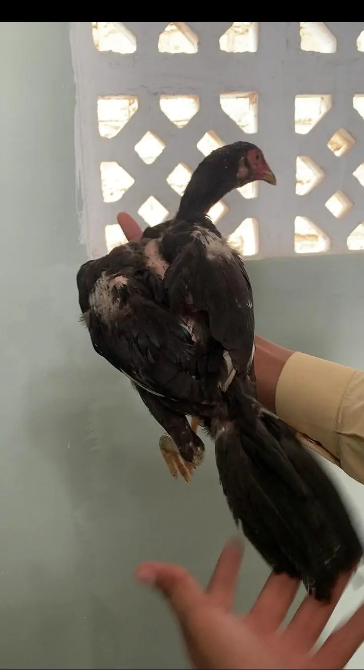Aseel pure lasani pathi available ready breeding contact 03123543634 — photo 5