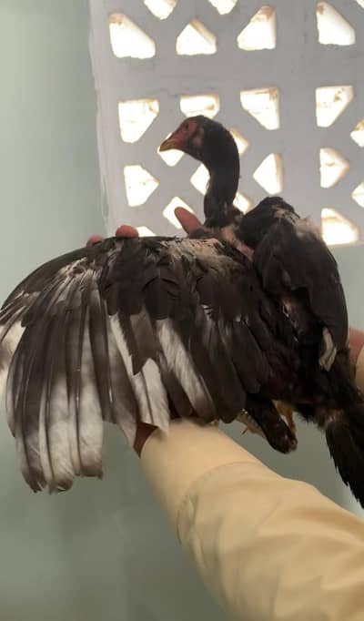 Aseel pure lasani pathi available ready breeding contact 03123543634