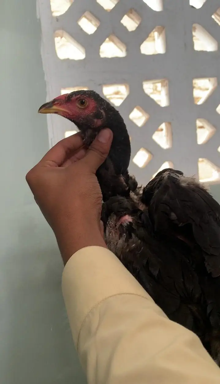 Aseel pure lasani pathi available ready breeding contact 03123543634 — photo 6