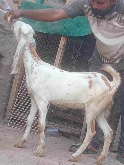 makhi chini kheeri phat for sale
