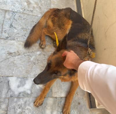 German shepherd