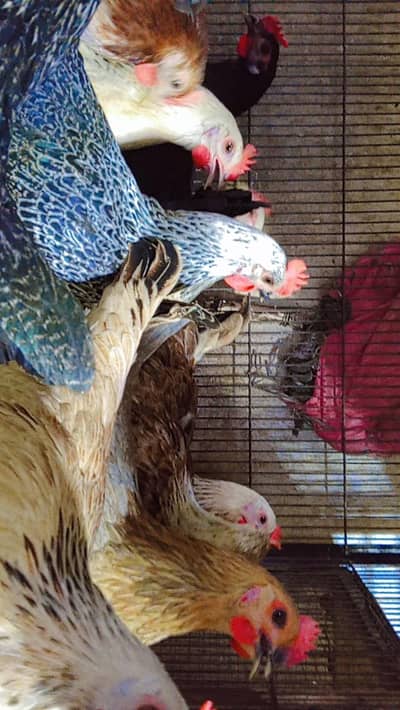 Golden Misri | Egg Laying Hens | Andon wali murghi