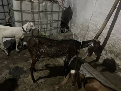 My home breed gaban bakri ha