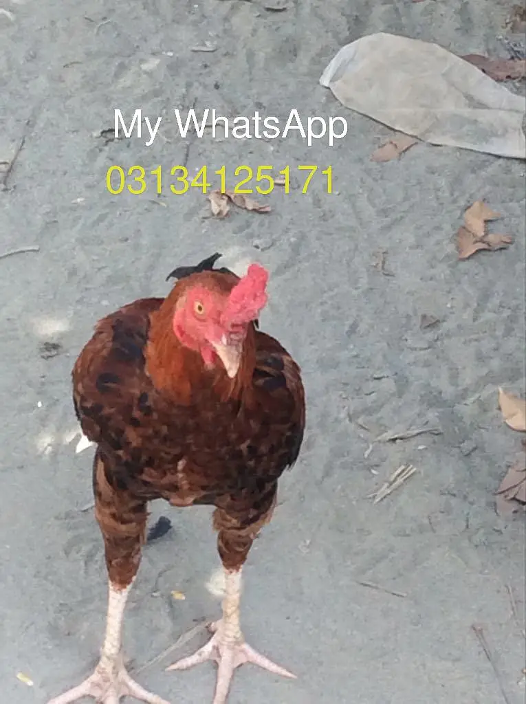 ALL breeding hens — photo 9