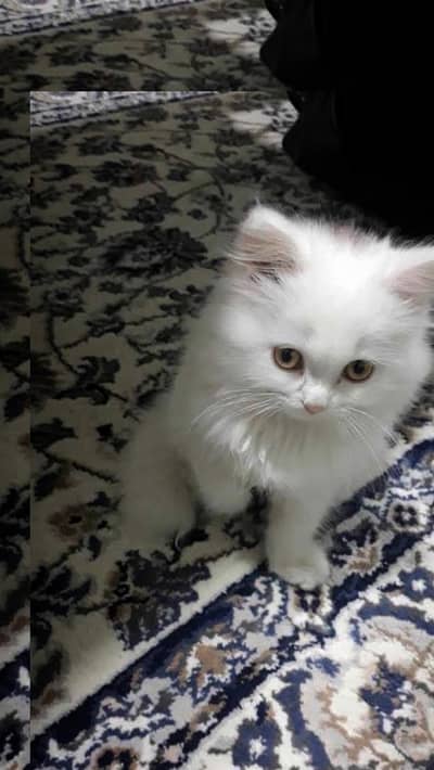 Persian kittens