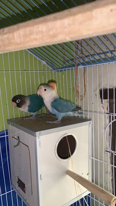 lovebirds breeds pair