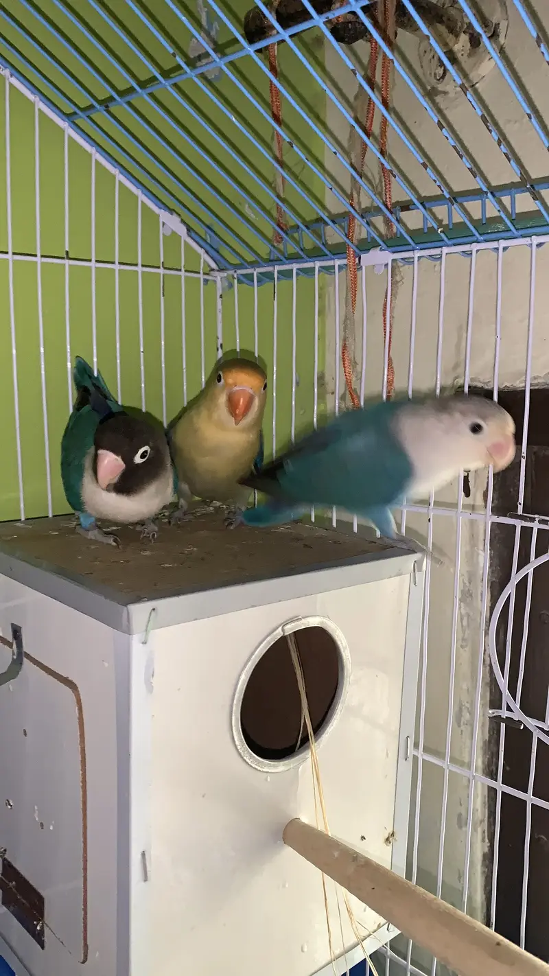 lovebirds breeds pair — photo 2