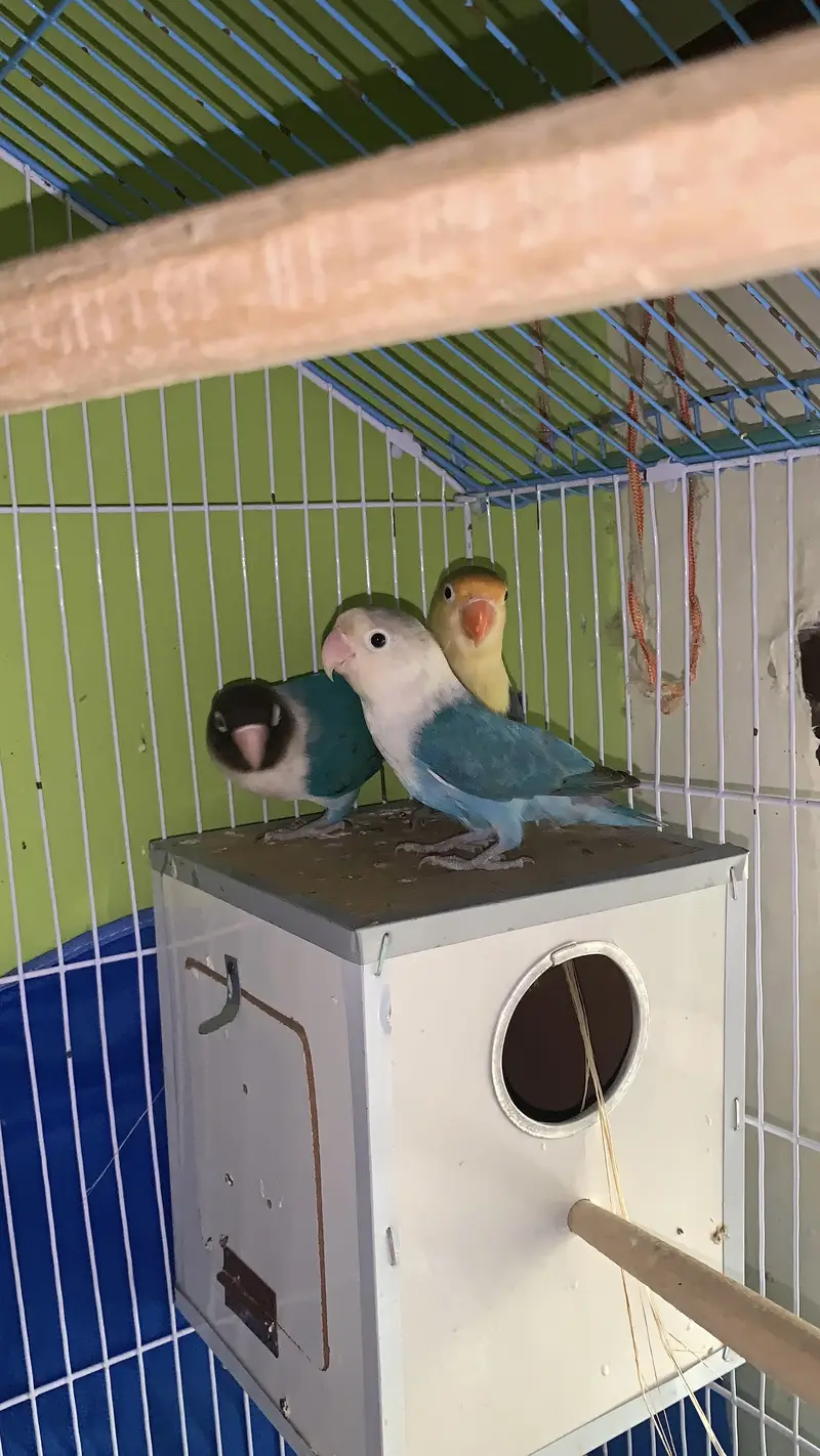 lovebirds breeds pair — photo 3