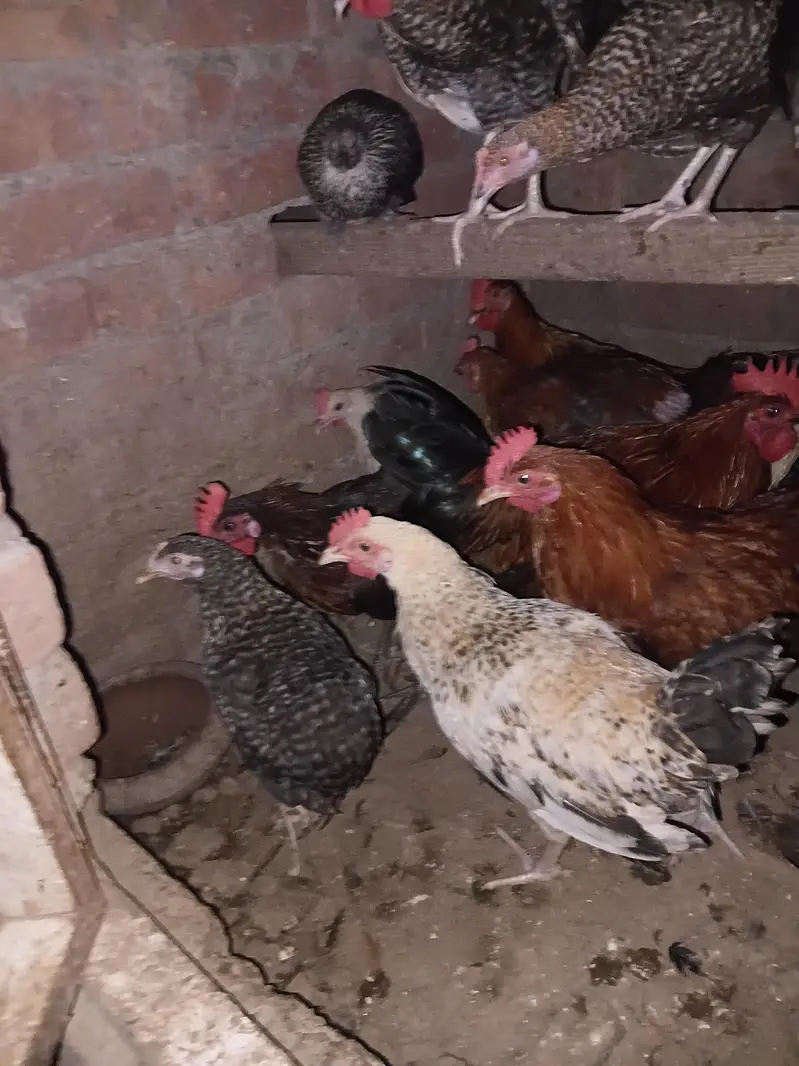Golden misri 0321 4388664 — photo 3