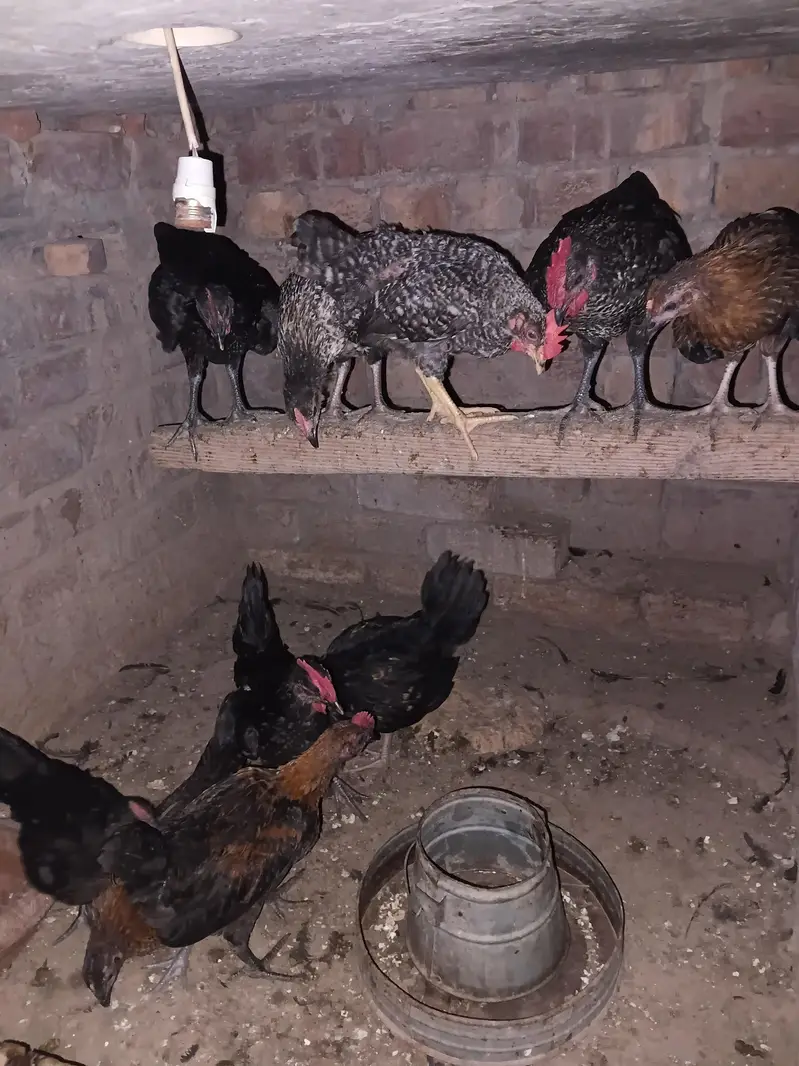 Golden misri 0321 4388664 — photo 7
